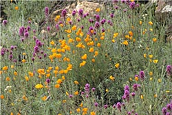 mixed flowers thumbnail graphic